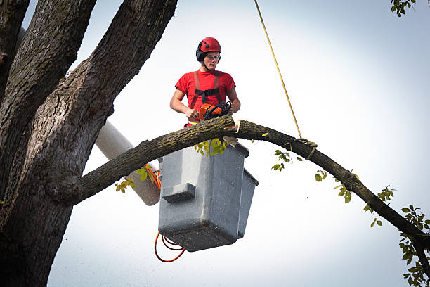 Dead Tree Removal in Cedar Grove, FL